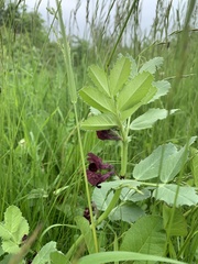 Vicia narbonensis