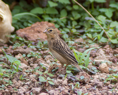 Euplectes franciscanus