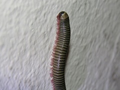 Ommatoiulus lusitanus