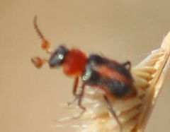 Collops vittatus