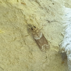 Cryptoblabes bistriga