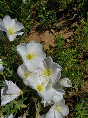 Oenothera coronopifolia