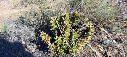 Haworthia congesta (Salm-Dyck) Parr