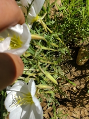 Oenothera coronopifolia