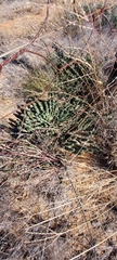 Euphorbia inermis
