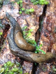 Prophysaon vanattae