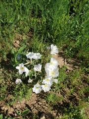 Oenothera coronopifolia