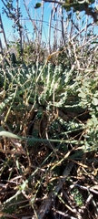 Euphorbia inermis