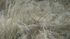 Russelia equisetiformis