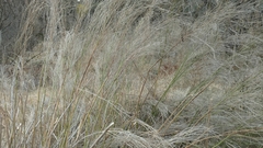 Russelia equisetiformis