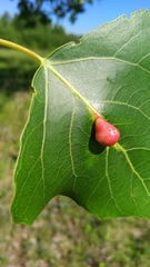 Pemphigus populinigrae