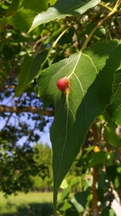 Pemphigus populinigrae