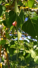 Pemphigus populinigrae