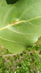 Pemphigus populinigrae