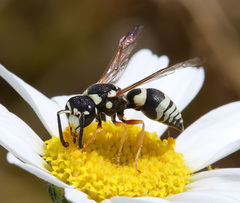 Pseudepipona beckeri