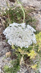Daucus carota