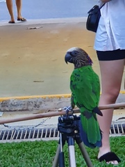 Deroptyus accipitrinus