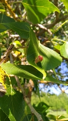 Pemphigus populinigrae