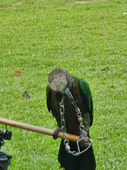 Deroptyus accipitrinus