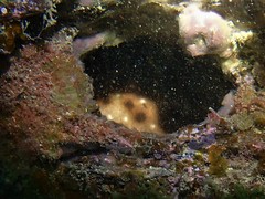 Aulohalaelurus labiosus