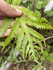 Phegopteris hexagonoptera