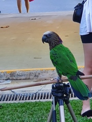 Deroptyus accipitrinus