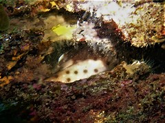 Aulohalaelurus labiosus