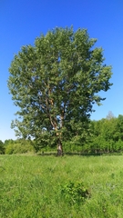 Pemphigus populinigrae