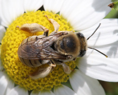 Eucera armeniaca