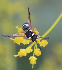 Pseudepipona beckeri