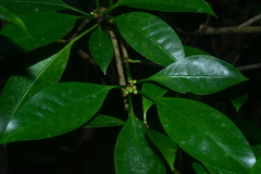 Psychotria cephalophora