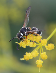 Pseudepipona beckeri