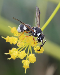Pseudepipona beckeri