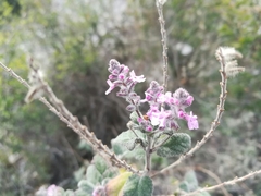 Aloysia macrostachya