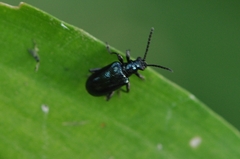 Lema concinnipennis