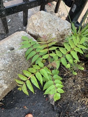 Ailanthus altissima