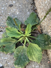 Plantago major
