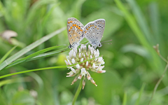 Polyommatus celina