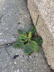 Plantago major