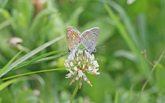 Polyommatus celina