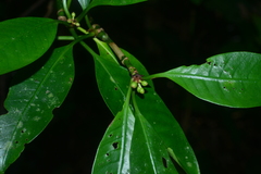 Psychotria cephalophora
