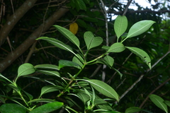 Psychotria cephalophora