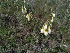 Onosma tanaitica