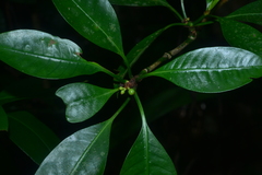 Psychotria cephalophora
