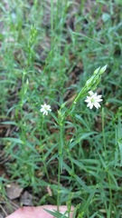 Stellaria palustris