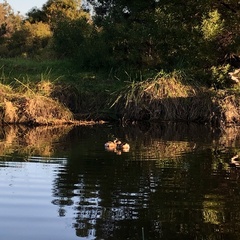 Tachybaptus novaehollandiae