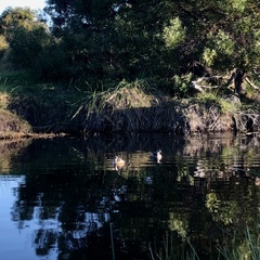 Tachybaptus novaehollandiae