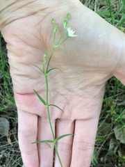 Stellaria palustris