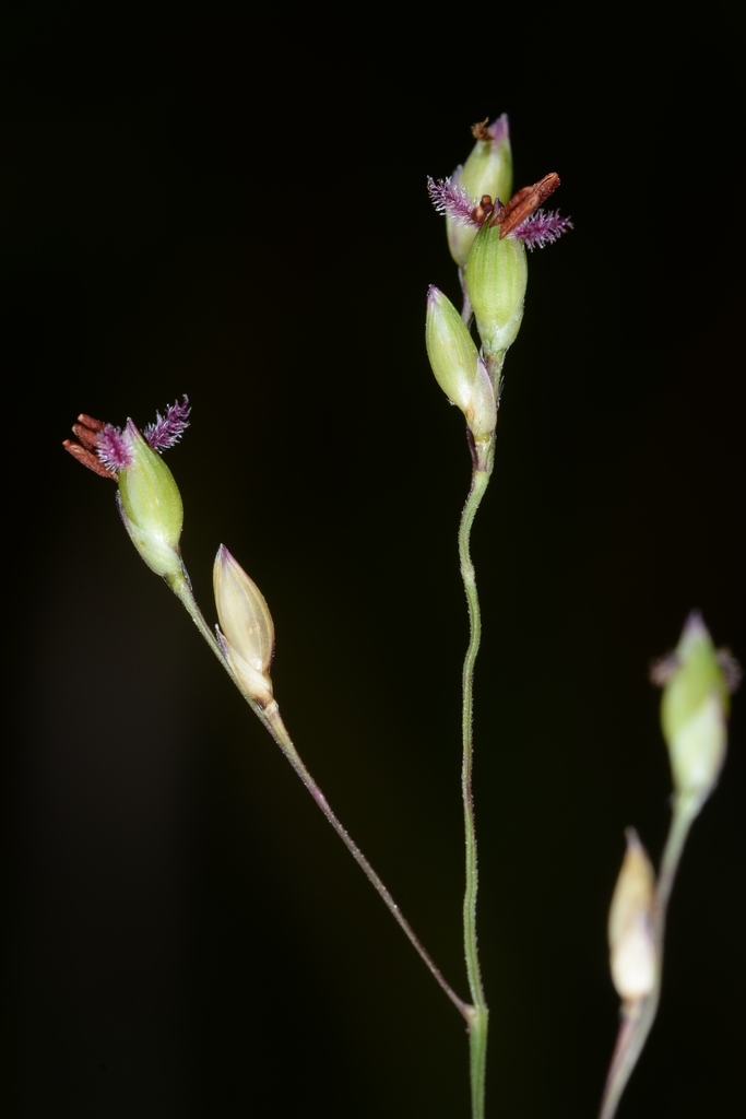 Panicum elegantissimum (Panicum elegantissimum)