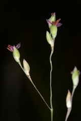Panicum elegantissimum